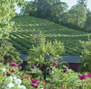 Bordeaux Style Wines Grown on Steep Diamond Mountain Vineyards